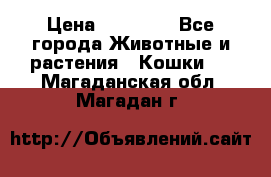 Zolton › Цена ­ 30 000 - Все города Животные и растения » Кошки   . Магаданская обл.,Магадан г.